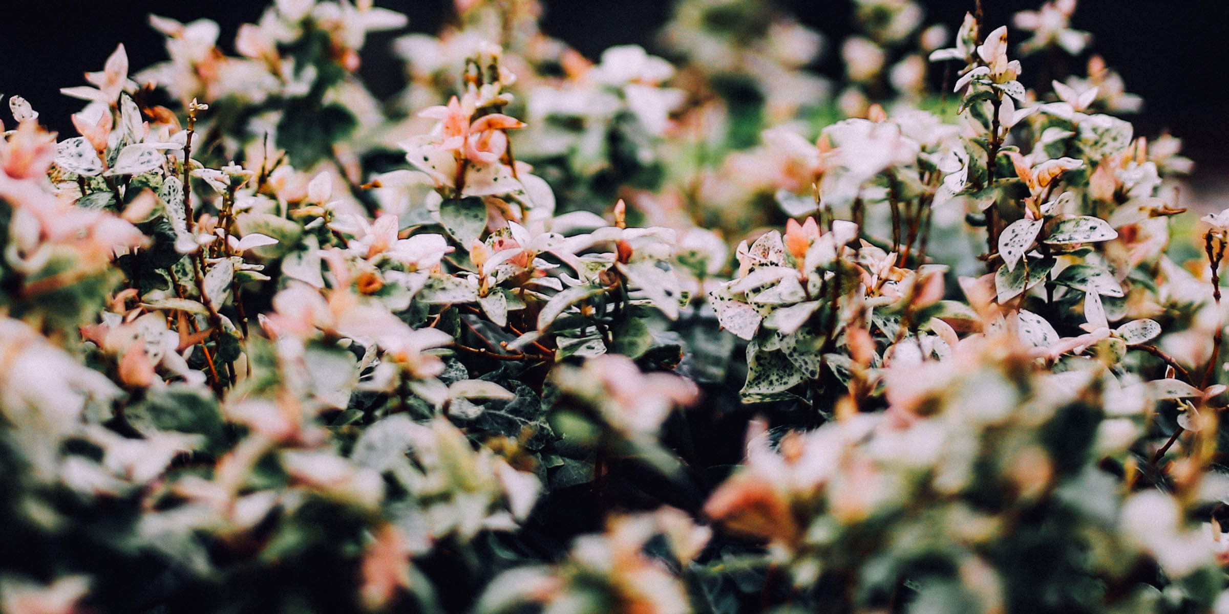 What Is Your Life Purpose?